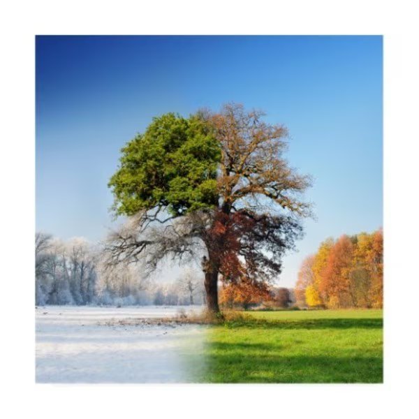 Adam Brzuszek '4 Seasons' Canvas Art, 35x35, Trademark Fine Art, Mfr#: 1X08431-C3535GG